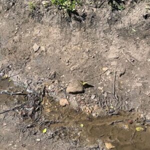 Paton Ashbrook Instagram - Covered in mud and flourishing.🌞🌊🌾
Quick trip, had to fit in my fave hike and a quick treat. Here are some nature sounds for you. 
💋 Make sure you’re grounding yourself amidst this chaotic time.
#groundingtechniques #hikingtrails #naturelover #somatichealing #selfcare #eclipseseason #mercuryretrograde #soundscapes