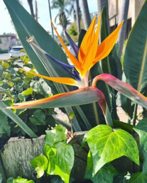 Paton Ashbrook Instagram - Covered in mud and flourishing.🌞🌊🌾
Quick trip, had to fit in my fave hike and a quick treat. Here are some nature sounds for you. 
💋 Make sure you’re grounding yourself amidst this chaotic time.
#groundingtechniques #hikingtrails #naturelover #somatichealing #selfcare #eclipseseason #mercuryretrograde #soundscapes