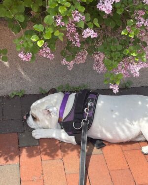 Patricia Cornwell Instagram - Lola on a walk.
