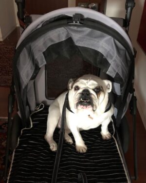 Patricia Cornwell Instagram - Lola loves her car but wishes it was Ferrari red.