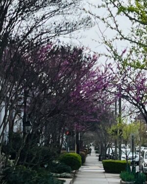 Patricia Cornwell Instagram - A first blush of spring in Virginia.