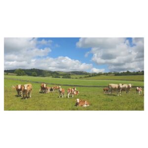 Patrick Grant Instagram - Big skies, curious cows and less interested sheep. Bowland Knotts, Forest of Bowland National Landscape.

@forestofbowlandnl #cycling