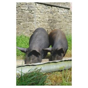 Patrick Grant Instagram - One man and his pigs! Meet Hazel and Acorn, our adorable Oxford Sandy & Blacks. Read all about them in @ft_houseandhome in today's FT Weekend.

Big thanks to the brilliant @beatricehodgkin for letting me share the story.
Photos 1, 2 and 3 by @arran_cross