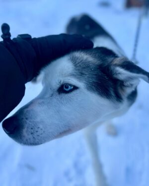 Patrick O'Connor Instagram - Sledding in Norway

Could’ve bought a husky but Winnie would be pissed