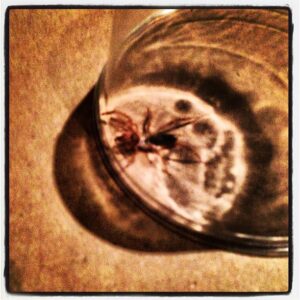 Patrick Stump Instagram - Hard to tell, but that's a big/angry camel spider underneath a cup. Escorting him out of my house like a bouncer.