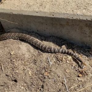 Patrick Warburton Instagram - Dumb Steve Irwin wannabee #rattlesnake