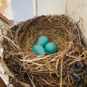 Patrick Wilson Instagram - Third year in a row this nest has been occupied. Clearly the birds are getting back to normal.