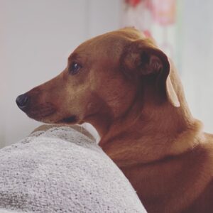 Patrick Wilson Instagram - In honor of it being WEDNESDAY, I’m a day late and a dollar short on #GivingTuesdayNow... BUT! I’m supporting the @ASPCA in their efforts to help vulnerable pets and pet owners impacted by the pandemic. They’ve set up regional pet food distribution centers across the country. To donate directly to their COVID-19 relief efforts, please visit ASPCA.org/Covid19Fund!  Take it away, Mabel...or not. 😀❤️🐕