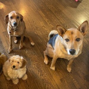 Patrick Wilson Instagram - Happy International Dog(S!) Day!❤️