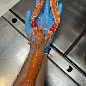 Paul Ainsworth Instagram - Another day in Paradise and Mother Nature on flying form. The most beautiful pristine Langoustines for our guests from @flyingfish525 🦐🙏🏾🙌🏾🔥
