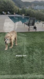 Paul Anka Instagram - Happy National Pet Day! Today, let's celebrate the unconditional love and companionship our furry friends bring into our lives. Spread some Puppy Love and show your pets some extra appreciation today! Link in bio. #nationalpetday