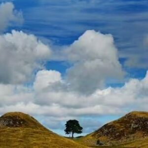 Paul Blackthorne Instagram - The Family Tree.
Of course trees are chopped down everyday but when someone chooses to hack down a very specific tree, one so conspicuous and treasured as the Sycamore Gap Tree at Hadrian’s wall the mind slightly boggles.
I was filming here last year, this area is a harsh, wind blown, barren, beautiful place and this tree stood like a monument to determination and survival until this guy came along…
Did he realize its emotional significance to the community and beyond, or was it just some brainless, drunken, teenage prank/bet/dare?
I read a book years ago called Nature via Nurture by Matt Ridley.
In a nutshell, we’re a combo of both; the genes we’re born with and the human and environmental experiences we grow up with.
I wonder what’s going on in this person’s life that lead him to this…