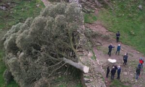Paul Blackthorne Instagram - The Family Tree.
Of course trees are chopped down everyday but when someone chooses to hack down a very specific tree, one so conspicuous and treasured as the Sycamore Gap Tree at Hadrian’s wall the mind slightly boggles.
I was filming here last year, this area is a harsh, wind blown, barren, beautiful place and this tree stood like a monument to determination and survival until this guy came along…
Did he realize its emotional significance to the community and beyond, or was it just some brainless, drunken, teenage prank/bet/dare?
I read a book years ago called Nature via Nurture by Matt Ridley.
In a nutshell, we’re a combo of both; the genes we’re born with and the human and environmental experiences we grow up with.
I wonder what’s going on in this person’s life that lead him to this…