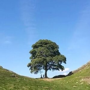 Paul Blackthorne Instagram - The Family Tree.
Of course trees are chopped down everyday but when someone chooses to hack down a very specific tree, one so conspicuous and treasured as the Sycamore Gap Tree at Hadrian’s wall the mind slightly boggles.
I was filming here last year, this area is a harsh, wind blown, barren, beautiful place and this tree stood like a monument to determination and survival until this guy came along…
Did he realize its emotional significance to the community and beyond, or was it just some brainless, drunken, teenage prank/bet/dare?
I read a book years ago called Nature via Nurture by Matt Ridley.
In a nutshell, we’re a combo of both; the genes we’re born with and the human and environmental experiences we grow up with.
I wonder what’s going on in this person’s life that lead him to this…