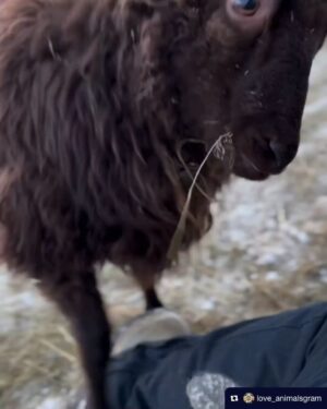 Paul F. Tompkins Instagram - Scuse me scuse me wouldst thou like to live deliciously hey hey wouldst thou wouldst thou