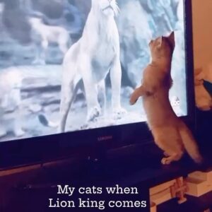 Paul Greene Instagram - My cats when lion King comes on. #cats
