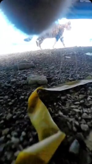 Paul Greene Instagram - Just try and only watch this once…
My cats out of breath, just watching this… #cats #catsofinstagram #catcam #parkour #freedom #paulgreene  video credit can’t find original.