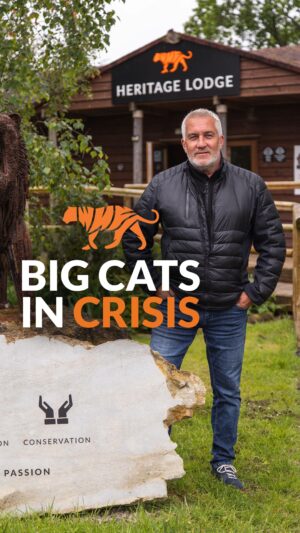 Paul Hollywood Instagram - We’re thrilled to welcome Paul Hollywood, celebrity chef and TV star, as our FIRST ambassador for the Big Cats in Crisis campaign! 🦁

Paul is passionately calling on everyone to join this urgent mission. Together, we can rescue five lions trapped in war-torn Ukraine and give them the safe, forever home they deserve.

Ready to make a difference? Tap the link in our bio to learn more about Paul’s involvement and how you can help!

#BCSLionRescue #PaulHollywood #rescue