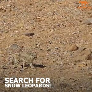 Paul Hollywood Instagram - Fancy a trip to the Himalayas to check out Snow leopards in the wild … @thebigcatsanctuaryuk !!