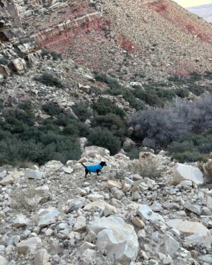Paul Robinson Instagram - 6 days in the desert 🌵 with moch dog… despite some pretty major setbacks, we prevailed!