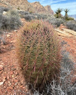Paul Robinson Instagram - 6 days in the desert 🌵 with moch dog… despite some pretty major setbacks, we prevailed!