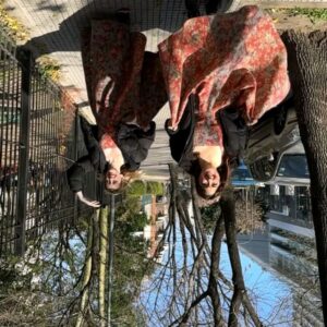 Paula Grinszpan Instagram - ‼️ MUY IMPORTANTE 

👉 Los esperamos en las ÚLTIMAS DOS FUNCIONES de LAS REINAS de @paula_grinszpan y @luciamaciellucia en el TEATRO ASTROS @teatroastrosok

🎟️ ÚLTIMAS ENTRADAS! 

🗓️ DOMINGO 29/10 y DOMINGO 12/11

🎫 Entradas por @teatroastrosok @entradauno o en bio.

👸🏼🫅🏻 COMUNICADO REAL:

BASTA DE CANDIDATOS TIBIOS. LAS REINAS REAFIRMAMOS LA NECESIDAD DE QUE LA ARGENTINA VUELVA A 1810. 50 AÑOS MÁS A LA DERECHA QUE MILEI.

FIRMAN: DIANA y DAIANA