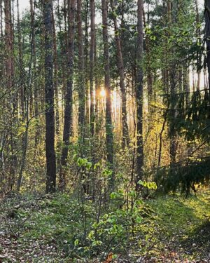Paulina Chruściel Instagram - #mojemiejsce 🌳🌅 #orangeenergy🧡 #oddech #spokoj #kolor #kocham #energia #majówka