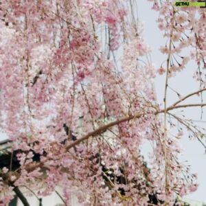 Pedro Beloniel Instagram - Em abril, nós embarcamos em uma jornada sem antecedentes. Visitamos o Japão, um país com uma cultura fascinante e que tanto amamos, e conhecemos detalhes, histórias e locais que ficarão para sempre em nossa memória.

Passamos pela mais importante fazenda de Wagyu, em Kobe, premiadas plantações de Chá e Wasabi, fábricas de facas e sakês, visitamos o incrível festival de cerejeiras ao norte do país e muito mais. O resultado dessa viagem é o documentário "Oshie San: uma viagem pela Cultura Japonesa" e um San ainda mais genuíno para nossos clientes, trazendo toda esta experiência na bagagem.🎌

A première do DOC ocorrerá no dia 24 de maio de 2023, no Estação Net Rio, em Botafogo, em sessão exclusiva para a imprensa. No entanto, todos estão convidados a assistir ao vivo em nosso Youtube.🎥

Save the date!😃❤️
