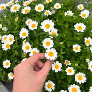 Peemapol Panichtamrong Instagram - being a wallflower