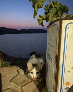 Peggy Stathakopoulou Instagram - « Στην Λήμνο κλαις δυό φορές: μια όταν έρχεσαι και μια όταν φεύγεις»❤️❤️