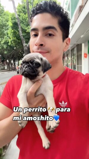 Pepe Valdivieso Instagram - ¿Cómo le ponemos? 🥹🐶🥰 

 #perrito #dogs #storytime #loveislove #perros #pug #pugsofinstagram