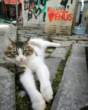 Pervin Bağdat Instagram - Venüs hala sokaklarda.... 🔻

🥹🥲

#kürklüvenüs #venusinfur