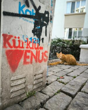 Pervin Bağdat Instagram - Venüs hala sokaklarda.... 🔻

🥹🥲

#kürklüvenüs #venusinfur