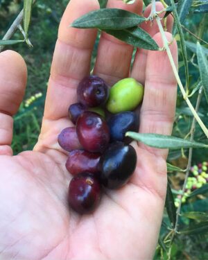 Peter Franzén Instagram - #autumn #harvest continues #simplelife #olives ☀️
