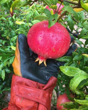 Peter Franzén Instagram - Back home at #simplelife after 6 months. Right on time for the #autumn #harvest 😁 #pomegranate #antioxidants ✨