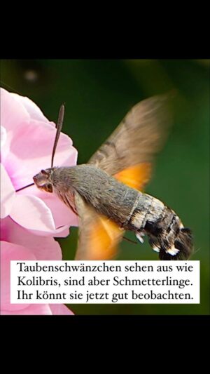 Peter Wohlleben Instagram - Taubenschwänzchen sehen aus wie Kolibris, sind aber Schmetterlinge. Ihr könnt sie jetzt gut beobachten. #wohllebenswaldakademie #schmetterling #natur #wald