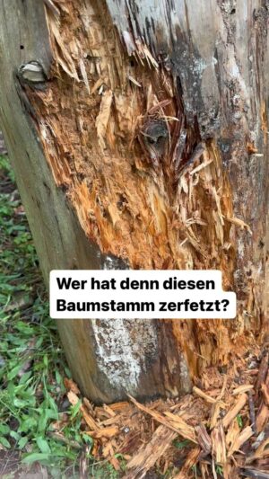 Peter Wohlleben Instagram - 