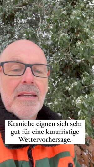 Peter Wohlleben Instagram - Kranich eignen sich sehr gut für eine kurzfristige Wettervorhersage. Sie ziehen gerne mit Rückenwind, was im Winterhalbjahr Nordwind bedeutet. Der bleibt dann zumindest für die nächsten Tage stabil.#winter #kraniche #winterwonderland #wohllebenswaldakademie #peterwohlleben