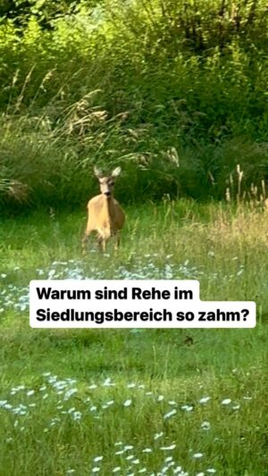 Peter Wohlleben Instagram - Warum sind Rehe im Siedlungsbereich so zahm? Weil hier nicht gejagt werden darf. #waldliebe #tierliebe #wildtiere #wohllebenswaldakademie #wohllebenswelt #naturliebe #naturliebhaber #tierschutz