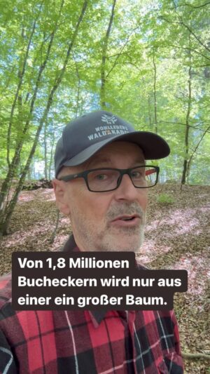 Peter Wohlleben Instagram - Die Chance, dass aus einer Buchecker ein großer Baum wird, liegt bei nur eins zu 1,8 Millionen. Ich zeige euch hier, warum. #wald #baum #bäume #natur #waldliebe #naturliebe #wohllebenswaldakademie #wohllebenswelt #tree #forest #umwelt #garten #buche #outdoor
