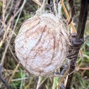 Peter Wohlleben Instagram - Wenn Ihr jetzt auf Wiesen oder Weiden solch merkwürdig geformte Kokons findet (Durchmesser ungefähr wie ein Eurostück), die auch noch gestreift sind, dann ist die Erbauerin klar: Es ist die Wespenspinne, deren Nachwuchs in dieser Hülle überwintert.
Die Wespenspinne ist nicht, wie man oft hört, eine Neubürgerin, sondern hat schon lange in Deutschland gelebt. Allerdings kam sie nur im Oberrheingraben und bei Berlin vor. Von dort breitete sie sich in den letzten Jahrzehnten überall nach Westen , Osten und Norden aus.  #naturephotography #wohllebenswaldakademie #waldbaden #wohllebenswelt  #nature #wiese #wiesen