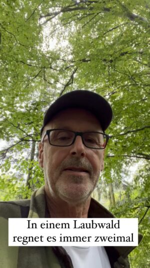 Peter Wohlleben Instagram - Woher kommt der Spruch: in einem Laubwald regnet  es immer zweimal? #wald #regen #bäume #natur #gewitter #wohllebenswaldakademie #wohllebenswelt