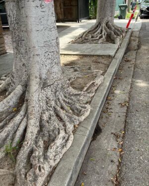 Peter Wohlleben Instagram - Die Stadtbäume in LA haben dieselben Probleme wie bei uns: Offenbar weiß niemand, dass die Wurzeln viel größer als die Krone sind. #tree #bäume #losangeles #nature #wohllebenswaldakademie #hiddenlifeoftrees