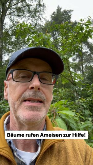 Peter Wohlleben Instagram - Kirschbäume rufen Ameisen zur Hilfe, um Raupen loszuwerden. Dazu sondern sie Nektar aus speziellen Drüsen an den Blattstielen ab. Je stärker der Befall, desto mehr solche Drüsen bildet der Kirschbaum. Die Ameisen holen sich die süße Belohnung und vertilgen dann nebenbei auch die Raupen. #baum #bäume #wohllebenswaldakademie #wohllebenswelt #naturelovers #naturliebhaber #waldliebe #gartenfreude #kirschen #tree #treehugger #wald #waldkindergarten