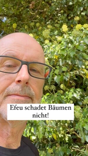 Peter Wohlleben Instagram - Efeu schadet Bäumen nicht, sondern hilft ihnen sogar oft! #wald #efeu #bäume #baum #natur #insekten #umwelt #wohllebenswaldakademie #peterwohlleben