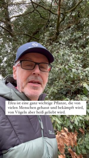 Peter Wohlleben Instagram - Viele Menschen hassen Efeu, dabei ist er für Vögel extrem wichtig und bietet jetzt Nahrung in Hülle und Fülle. #wald #efeu #vögel #garten #kletterpflanze #wohllebenswaldakademie #wohllebenswelt #natur