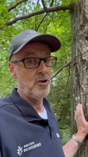 Peter Wohlleben Instagram - So endet das Leben alter Bäume.