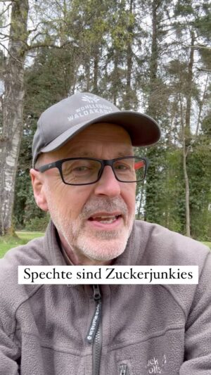 Peter Wohlleben Instagram - Spechte sind Zuckerjunkies: Jetzt im Frühjahr lechzen sie nach süßen Getränken. #birds #vogel #specht #frühlingimwald #frühling #naturliebe #waldliebe #wohllebenswaldakademie #wohllebenswelt #waldkindergartenkind #tree #baum #bäume #wald