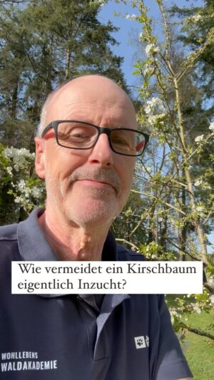Peter Wohlleben Instagram - Wie vermeidet ein Kirschbaum Inzucht? In dem er erkennt, wenn er sich durch Insekten selber bestäuben lässt. Das kann er sehr effektiv verhindern. #baum #kirschblüten #bäume #wald #waldpädagogin #wohllebenswaldakademie #wohllebenswelt #peterwohlleben #natur #waldliebe #frühling #naturliebe