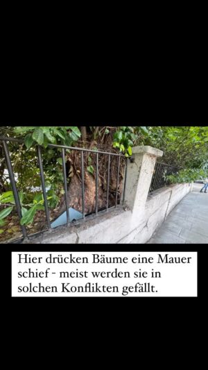 Peter Wohlleben Instagram - Wenn Bäume auf Infrastruktur treffen, müssen meist die Bäume weichen. Nicht in diesem Fall in einer Londoner Straße… #tree #treesofinstagram #bäume #baum #wald #waldliebe #garten #stadtgrün #london #paddington #wohllebenswaldakademie #wohllebenswelt #natur #naturliebe #waldkindergarten #stadtbäume #platane